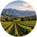 Vineyard agriculture in Albania